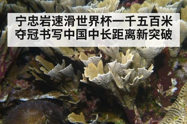 宁忠岩速滑世界杯一千五百米夺冠书写中国中长距离新突破